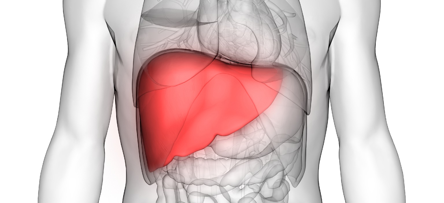 Esteatose Hepática - Dra. Thaís Figueiredo